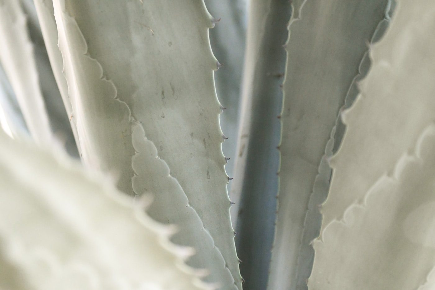 Soft, silver-green aloe leaves under calm, quiet lighting