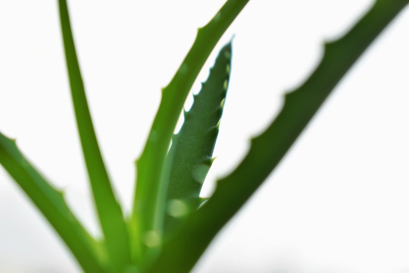 A fresh green aloe vera leaf on a clean white ground